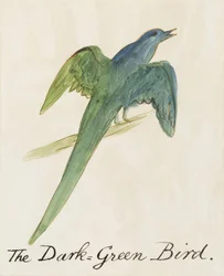 The Dark Green Bird, från sexton teckningar av komiska fåglar (penna och bläck wc på papper)