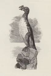 Illustration för The Water-Babies av Charles Kingsley (gravyr)
