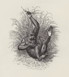 Illustration för The Water-Babies av Charles Kingsley (gravyr)