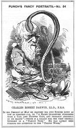 Charles Darwin (1809-1882), engelsk naturforskare. Evolution genom naturligt urval. Karikatyr av Edward Linley Sambourne (1844-1910) i serien "Fancy Portrait" i Punch, London 1881, året då Darwin publicerade Bildandet av växtmylla genom verksamheten