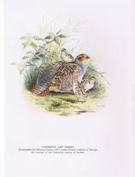 Partridge and chicks, Nature in Britain publicerad av Collins