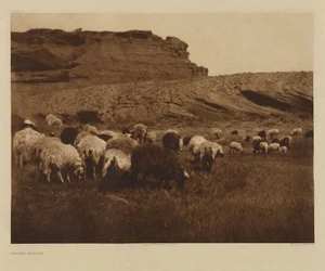 [Navajo-hjordar]