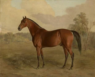 Kentucky hackspett, 1834