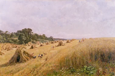 Majsfältsskörd