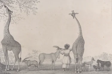 De majestätiska och graciösa girafferna, eller kameleoparderna, med några sällsynta djur från gasellen..., 1838.