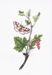 Magpie or Currant Moth, Nature in Britain publicerad av Collins, 1946