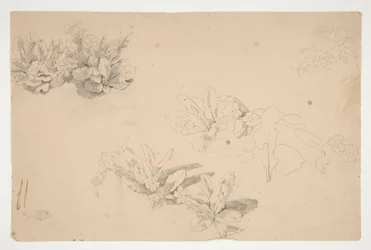 Studier av blommor