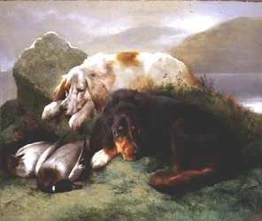 Engelska och Gordon Setters med Mallard