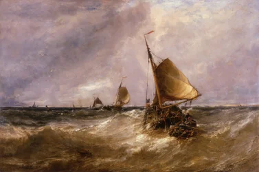 holländska rosa