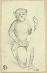 Orangutang
