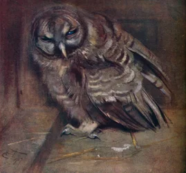En ung brun uggla, 1907
