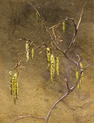 Catkins (akvarell)