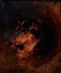 En huvudstudie av en colliehund
