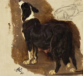Collie Bitch (olja & penna på kort)