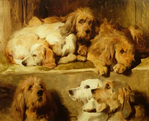 Jakthundar i en kennel