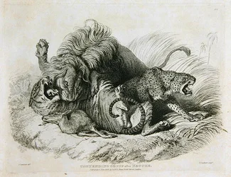 Tävlande grupp efter naturen, plåt 6 från tjugo gravyrer av lejon, tigrar, pantrar och leoparder... graverad av Thomas Landseer (1795-1880) 1823