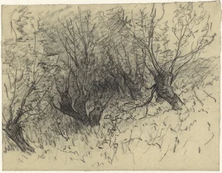 Några pollard willows