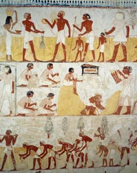 Skörda, tröska och vinna spannmål, detaljer från fresker i vestibulen av Mennas grav, Sheikh Abd el Qurnah Necropolis, Luxor, Thebe (Unescos världsarvslista