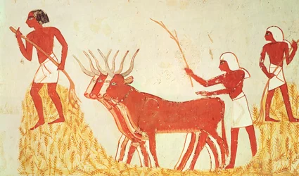Att använda kor för att trampa vete, från Mennas grav, New Kingdom (väggmålning) (se även 251665)