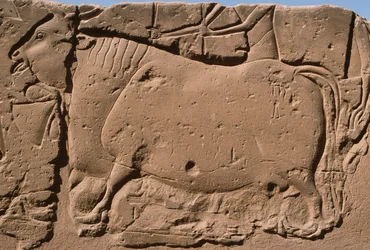 Detalj av en relief föreställande en ko, Ramses II (1298-32 f.Kr.) innergård (kalksten)
