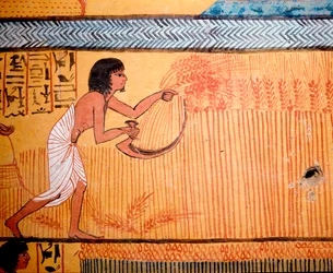 Egyptisk konst: Senenmuts grav. De avlidna skördar vete på de heligas fält. En skära används för att skära vetet och bärga säden. 19:e dynastin