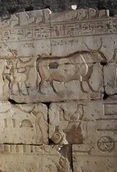 Relief, Ramses II:s tempel, Abydos, Egypten, Egyptisk civilisation, Nya riket, XIX:e dynastin (foto)
