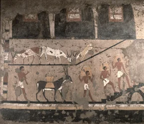 Jordbruksscen, väggmålning borttagen från Tis mastaba i Sakkara, Gamla riket, ca 2494-2345 f.Kr.