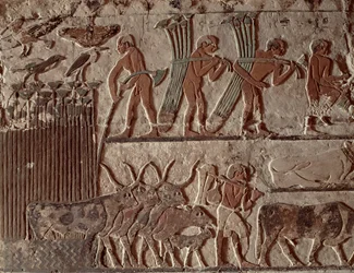 Skördar papyrus och en grupp kor, Gamla kungariket (väggmålning)