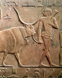 Relief föreställande en bonde som leder en ko till offer, från Ptah-Hotep och Akhti-Hoteps mastaba, Gamla riket