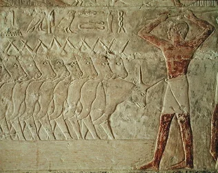 Relief som visar en förare som uppmuntrar en grupp boskap, från Mastaba i Mereruka, Gamla kungariket (målad kalksten)