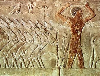 Trupp av åsnor, från Mastaba of Mereruka, Old Kingdom (väggmålning)
