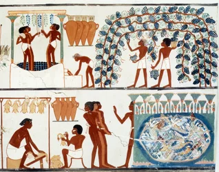 Egyptisk konst: Skörd och trampning av druvor. Nakhts grav, Amenhotep II:s tid (ca 1450-1425 f.Kr.). Paris, Collège de France