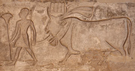 Man som drar en ko, Horustemplet, Edfu