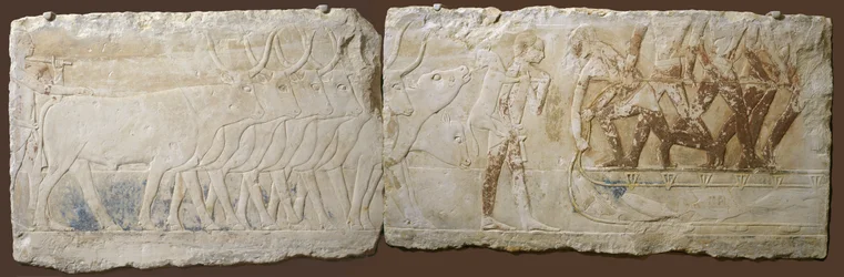 Relief av bönder som driver boskap och fiske, Gamla kungariket, 2450-2290 f.Kr. (målad kalksten)