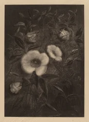 Vilda rosor