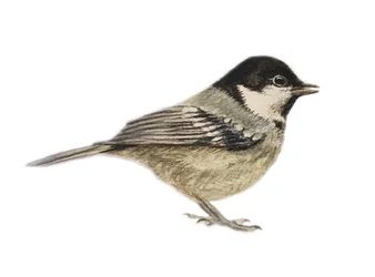 Coal Tit, 2019 (akvarellfärg och blyerts)