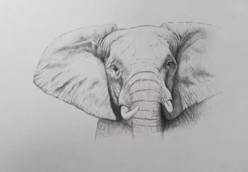 Elephant, 2011 (akvarellfärg och blyerts på papper)