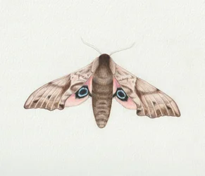 Eyed Hawk Moth, 2023 (akvarell)