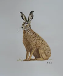 Hare, 2021 (akvarell)