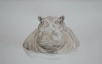 Flodhäst, 2021 (akvarell)
