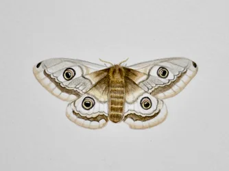 Moth, 2019 (akvarellfärg och blyerts)