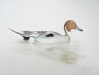 Pintail Duck, 2011 (akvarellfärg och blyerts)
