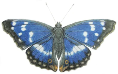 Purple Emperor, 2012 (akvarellfärg och blyerts på papper)