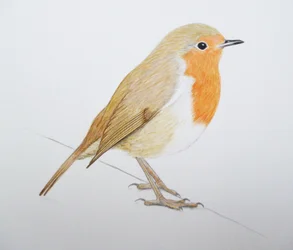 Robin, 2011 (akvarellfärg och blyerts)