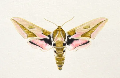 Spurge Hawk Moth, 2023 (akvarell)