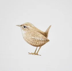 Wren, 2019 (akvarellfärg och blyerts)