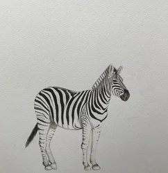 Zebra, 2018 (akvarellpenna och färg)