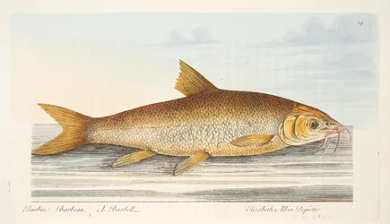 The Barbel, från A Treatise on Fish and Fish-damms, pub. 1832 (handfärgad gravyr)