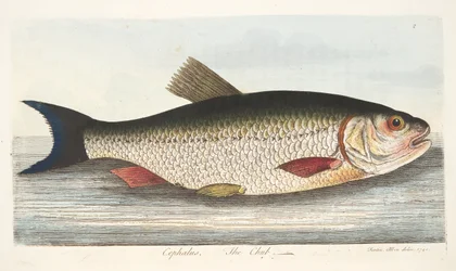The Chub, från A Treatise on Fish and Fish-damms, pub. 1832 (handfärgad gravyr)