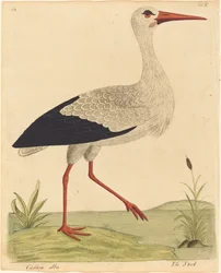 Storken (Ciconia Alba)
